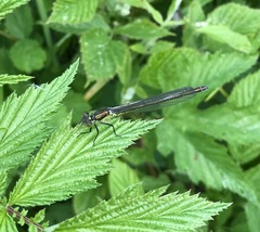 Erythromma najas