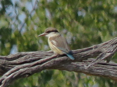 Halcyon chelicuti chelicuti