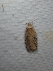 Agonopterix