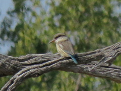 Halcyon chelicuti chelicuti