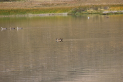 Lophonetta specularioides