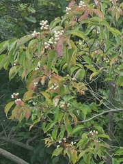 Cornus drummondii
