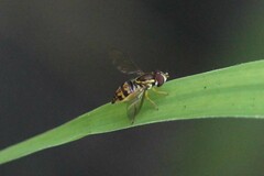 Toxomerus occidentalis