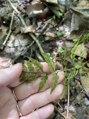 Cystopteris protrusa