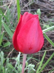 Tulipa suaveolens