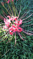 Lycoris radiata