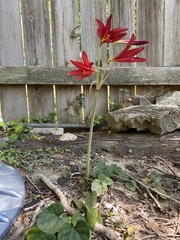 Zephyranthes bifida