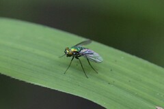 Condylostylus longicornis