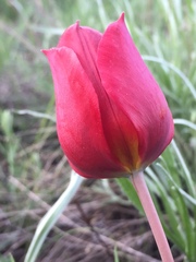 Tulipa suaveolens