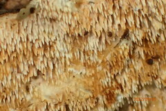 Radulomyces copelandii