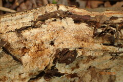 Radulomyces copelandii