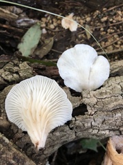 Favolus brasiliensis