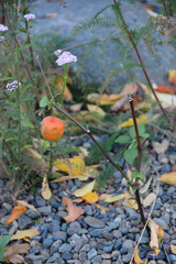 Alkekengi officinarum