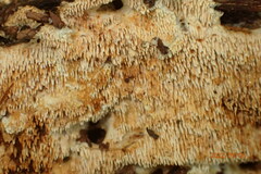 Radulomyces copelandii