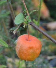 Alkekengi officinarum