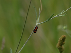 Cercopis vulnerata