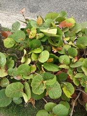 Coccoloba uvifera