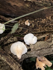 Favolus brasiliensis