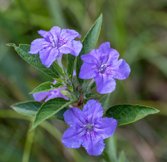 Ruellia strepens