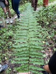 Homalosorus pycnocarpos