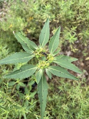 Euphorbia davidii