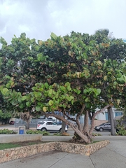 Coccoloba uvifera