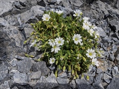 Cerastium uniflorum