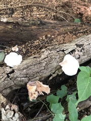 Favolus brasiliensis