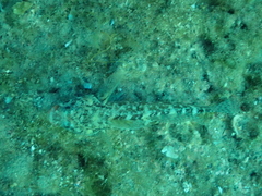 Gobius cruentatus
