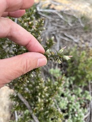 Cliffortia ruscifolia