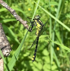 Gomphus vulgatissimus