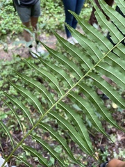 Homalosorus pycnocarpos