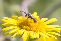 Seladonia