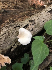 Favolus brasiliensis