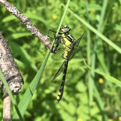Gomphus vulgatissimus