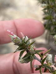Cliffortia ruscifolia