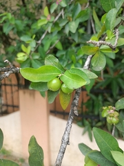 Malpighia emarginata