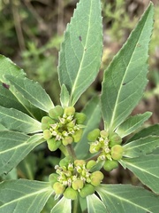 Euphorbia davidii