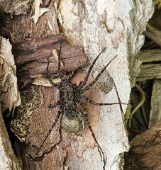 Pardosa