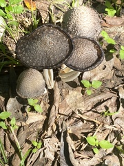 Coprinopsis variegata