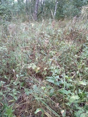 Digitalis grandiflora