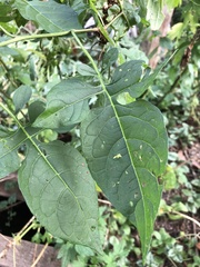 Solanum dulcamara