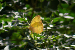 Phoebis philea philea