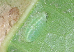 Limacodidae