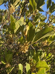 Sideroxylon mirmulans