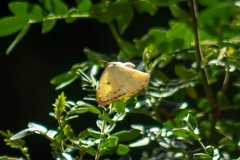 Phoebis philea philea