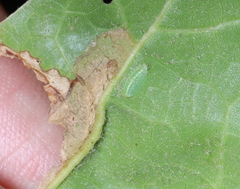 Limacodidae