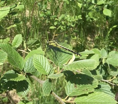Gomphus vulgatissimus