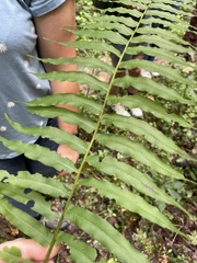 Homalosorus pycnocarpos