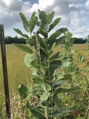 Asclepias